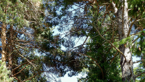 Low angle view of trees in forest