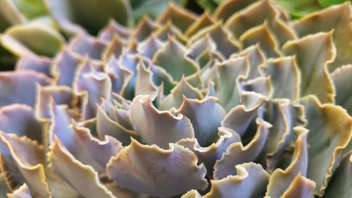 Close-up of cactus