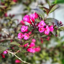 Close-up of pink flowers blooming outdoors