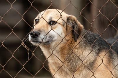 Close-up of dog seen through chainlink fence