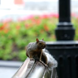 Close-up of squirrel