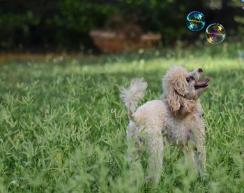 Dog looking at bubbles while standing on grass