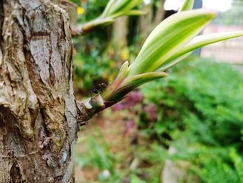 Close-up of insect on tree trunk