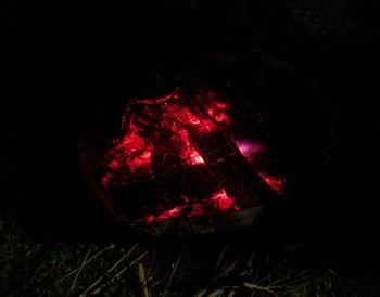 Close-up of grass at night