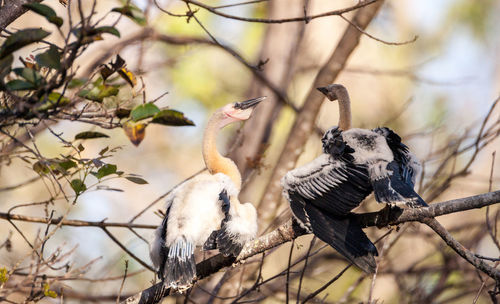 Juvenile anhinga bird called anhinga anhinga and snakebird near the nest 