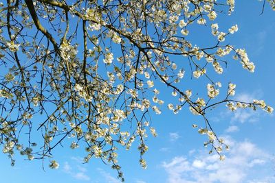 Low angle view of flower tree against sky