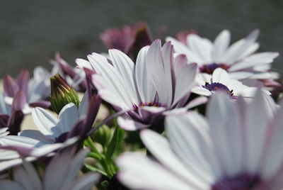 Close-up of flowers