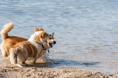 Several happy welsh corgi pembroke dogs playing and jumping in the water on the sandy beach