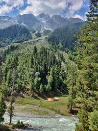 Scenic view of pine trees and mountains against sky