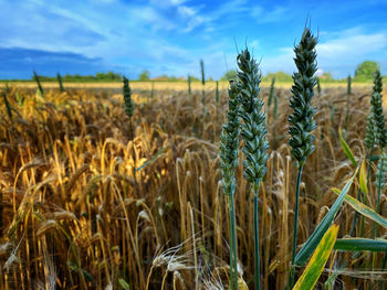 Close-up of stalks in field against sky