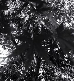 Low angle view of tree in forest