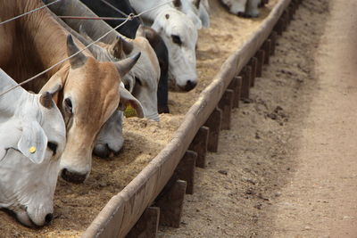 Close-up of cow grazing