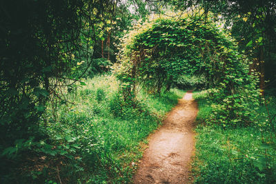Footpath amidst trees in forest