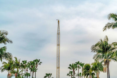 Low angle view of palm trees against sky