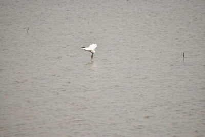 Seagull on beach