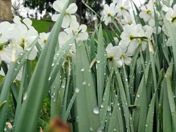 Close-up of raindrops on white flowering plant