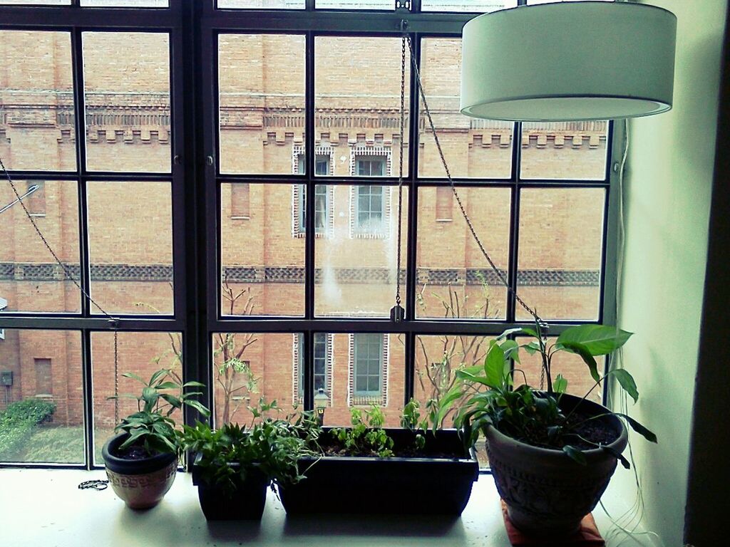 window, potted plant, glass - material, indoors, plant, transparent, window sill, growth, flower pot, flower, glass, vase, house, freshness, leaf, home interior, architecture, day, built structure, no people