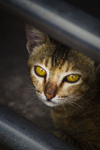 Close-up portrait of a cat