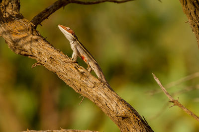 Close-up of lizard on branch