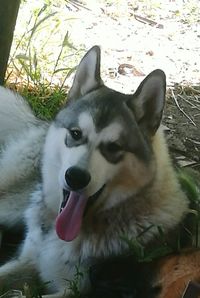 Close-up portrait of dog