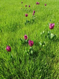 Pink flowers blooming on field