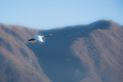 Low angle view of seagull flying in sky