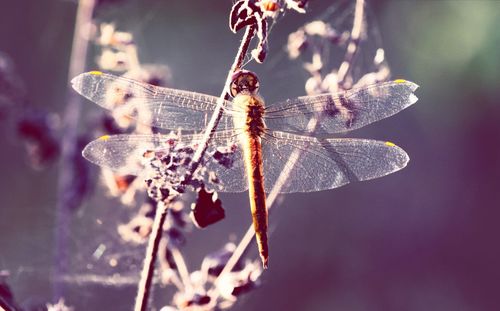 Dragon fly buzzing on plant in park