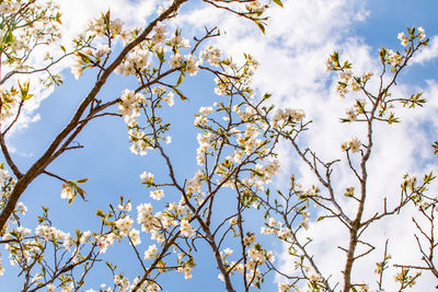 Low angle view of cherry blossoms against sky