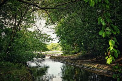 Scenic view of lake in forest