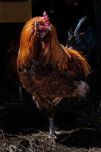 Close-up of rooster in gonnie land located in golden bc