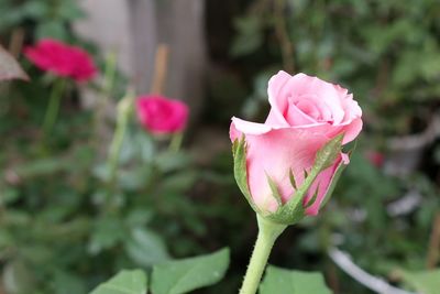 Close-up of pink rose