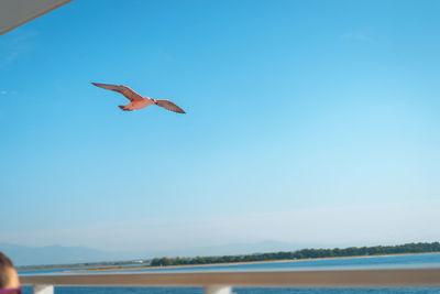 Seagull flying in the sky