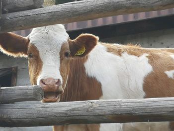 Portrait of cow in pen