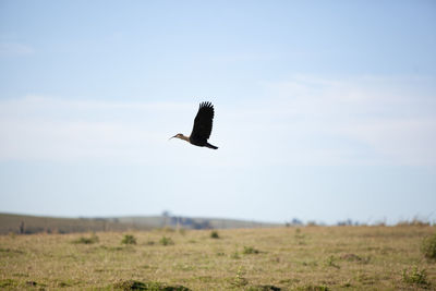 Low angle view of bird flying against sky