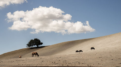 Horses grazing on landscape against sky