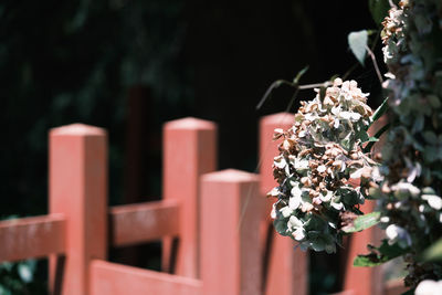 Close-up of white flowering plant