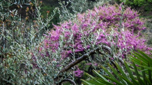 Close-up of pink flowers on field