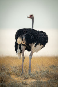 Common ostrich stands looking back at camera