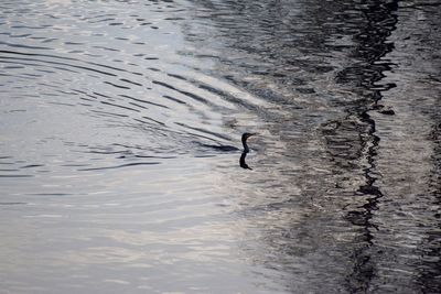 Reflection of trees in water