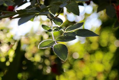 Close-up of leaves