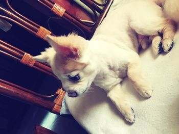 High angle view of dog lying on floor