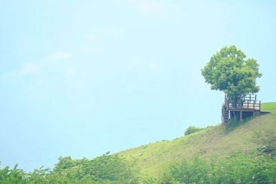 Trees against sky