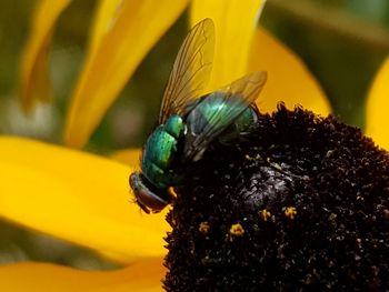 Close-up of insect on yellow flower