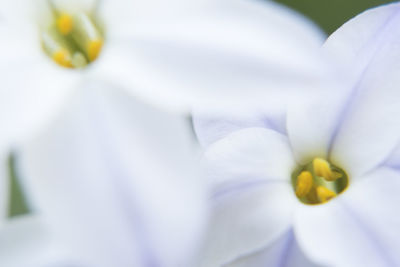 Close-up of white flower blooming outdoors