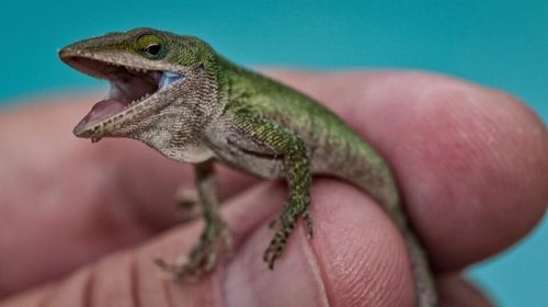 Close-up of lizard