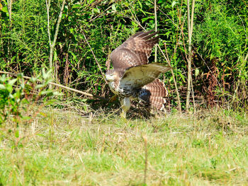 Duck in a field