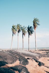 Palm trees on beach against clear sky