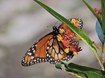 Close-up of butterfly pollinating on flower