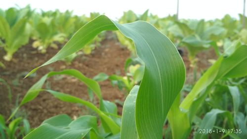 Close-up of fresh green plant in field