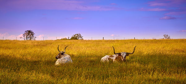 grassland